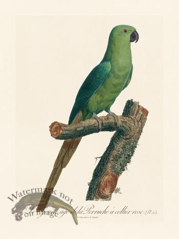 Barraband Parrot 023